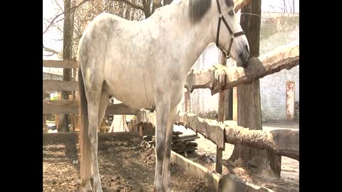 A horse farm at meadow