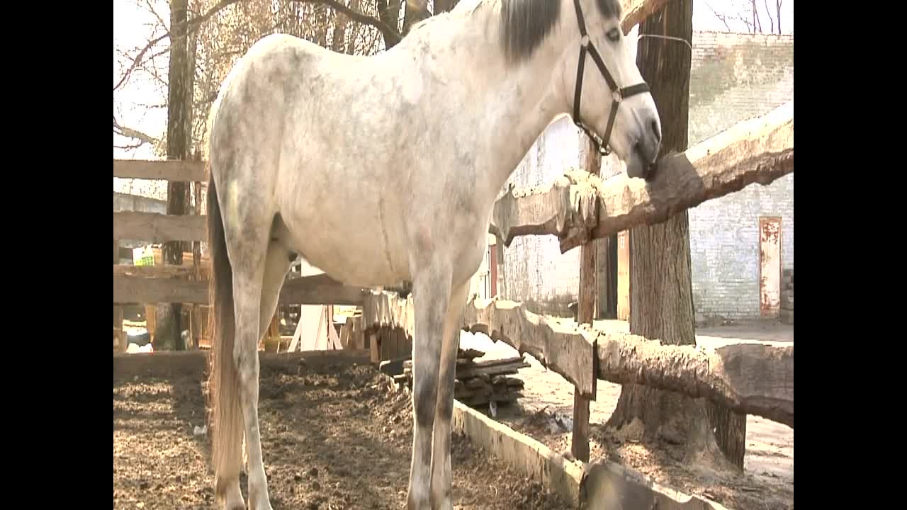 A horse farm at meadow