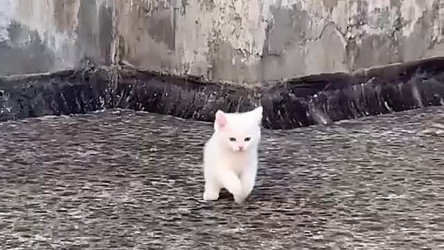 Evolutionhistoryofanordinarykitten.