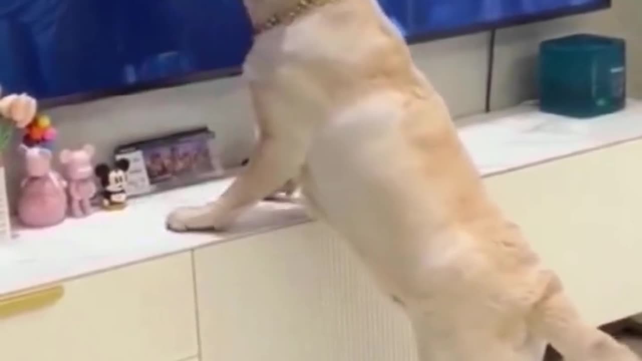 Funny dogs reaction