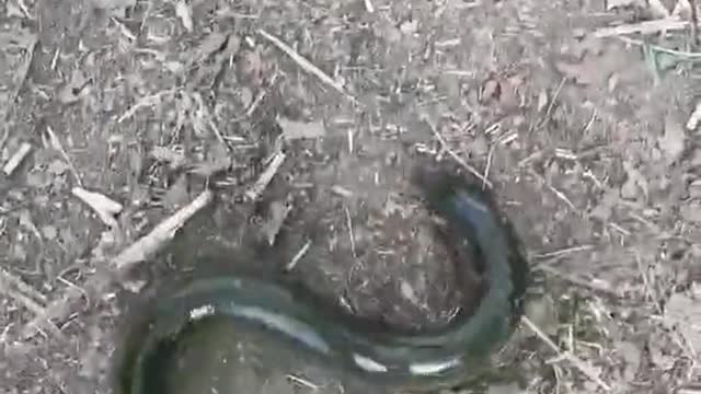 These things are slimy
