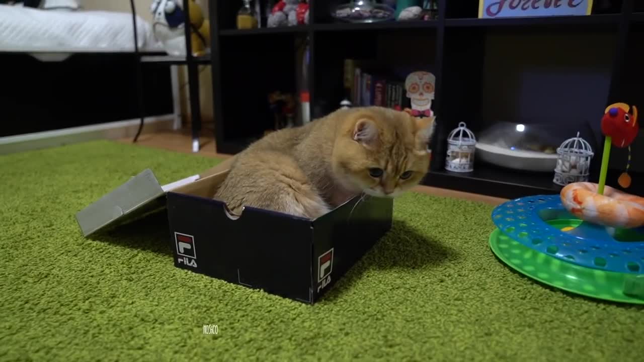 Hosico and Bird