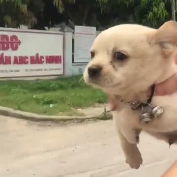 Cachorro en motocicleta patalea por el aire