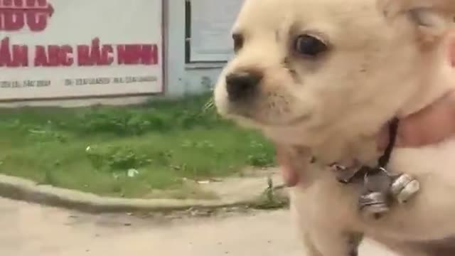 Cachorro en motocicleta patalea por el aire