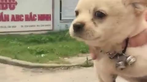 Cachorro en motocicleta patalea por el aire