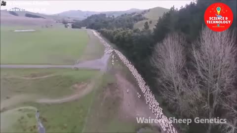 Wonderful New Zealand Sheep Farm, The Largest and Most Successful Ram Breeding Operation in NZ