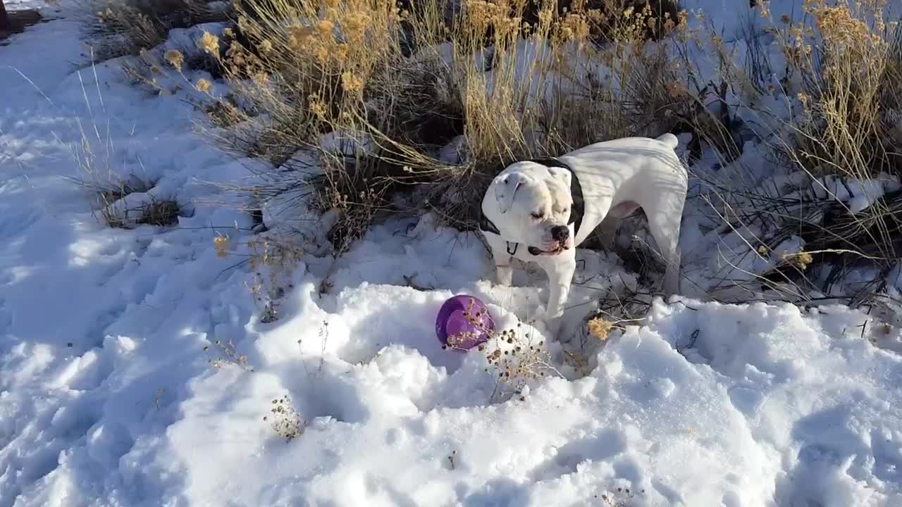 Augustus - Kong Ball