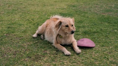A dog resting on the grass next to a dog
