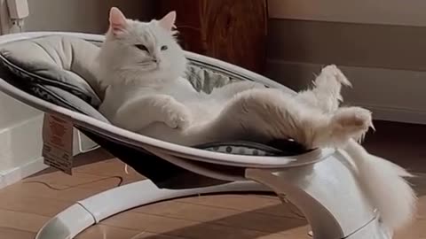 Cat funny video, animal funny video