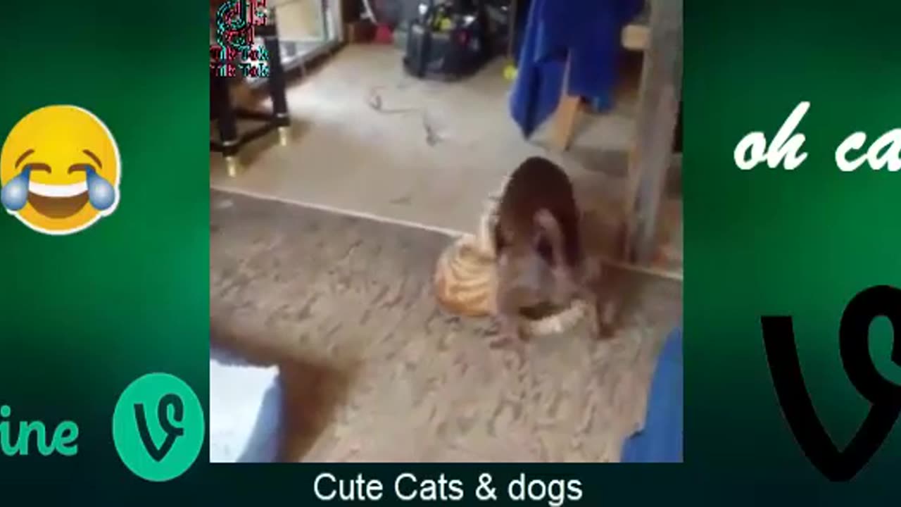 Best Funny Animal Videos Of The 2023 - Funniest Cats And Dogs Videos Funny cat & dog videos 😍