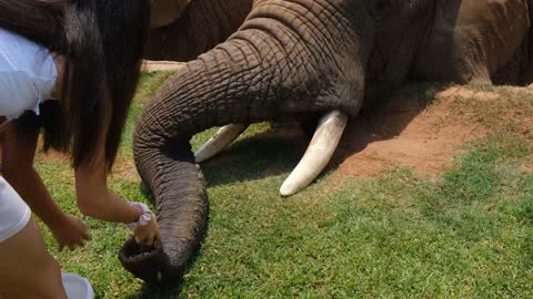 Kids Giving Food To The Elephants