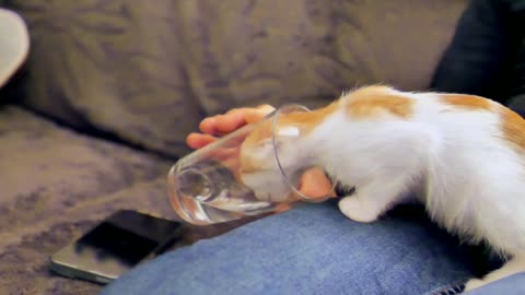 Kitten drinking water from glass