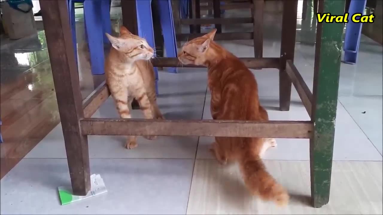 Cats Fighting and Meowing - These Two are Bloody Brothers | Viral Cat