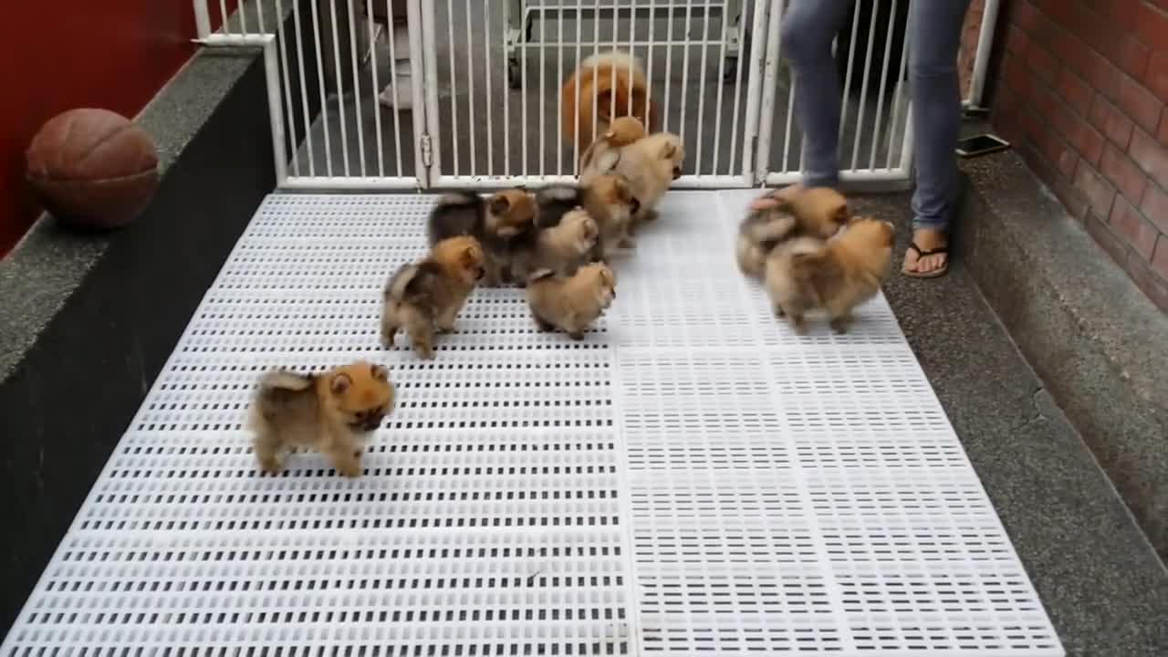 Hanscamille Pomeranians