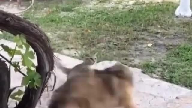 Cat vs dog funny