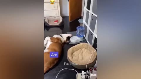 Vidéos drôles de chats et de chiens 😺🐶