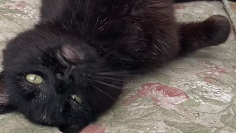 Cute Cat Video