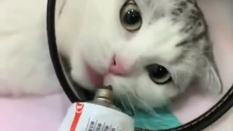 funny cat