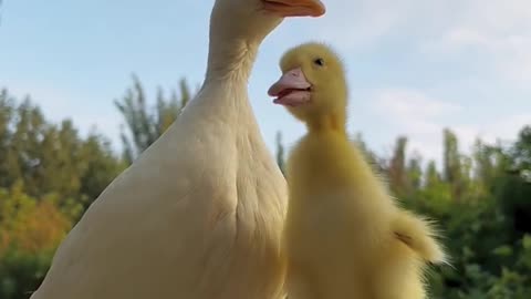 Confused little duck cute pet duck