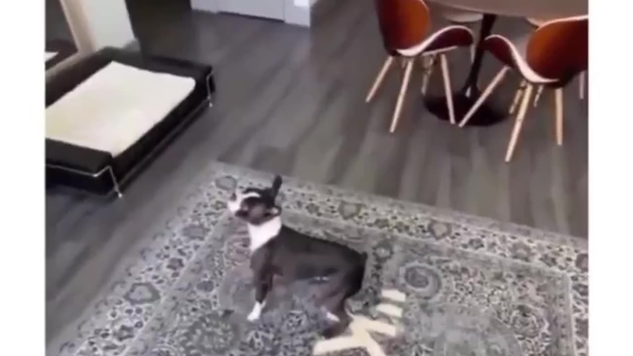 Doggy Devil!!!