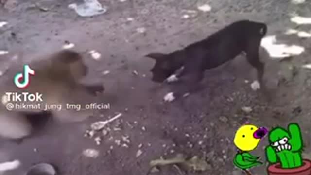 monkey vs dog funny video