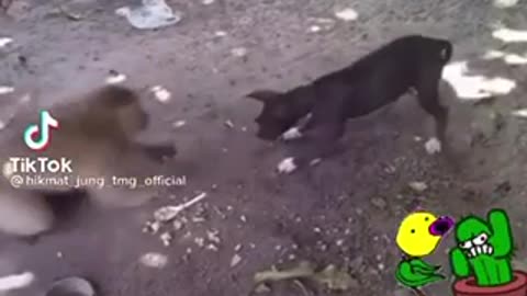 monkey vs dog funny video