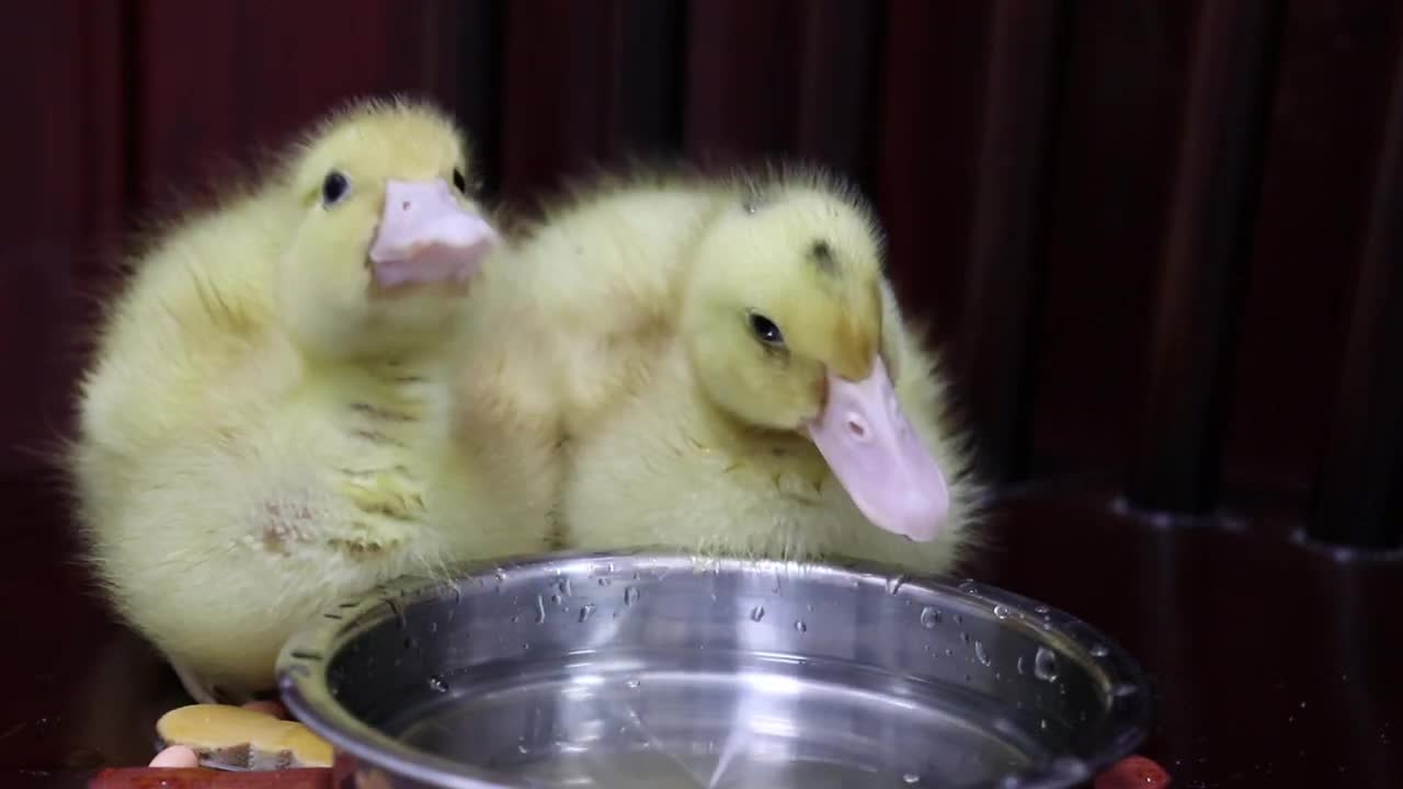 Appreciate the posture of ducklings drinking water