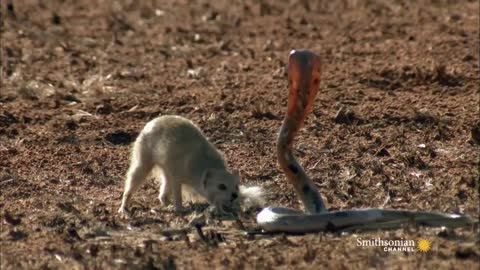 Mongoose Vs. Cobra | Smithsonian Channel