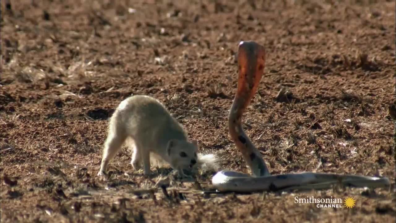 Mongoose Vs. Cobra | Smithsonian Channel