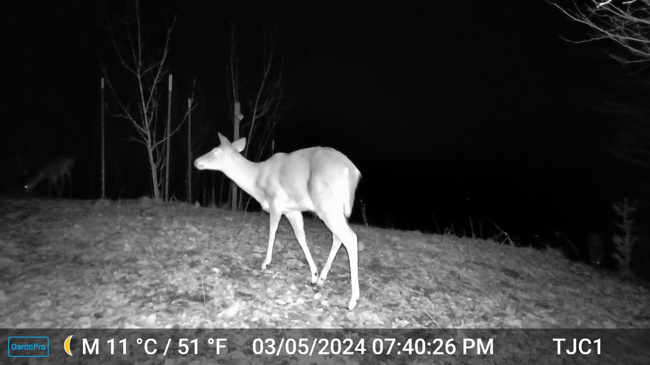 Deer, Coyotes Howling