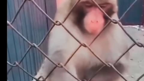 Cute Monkey