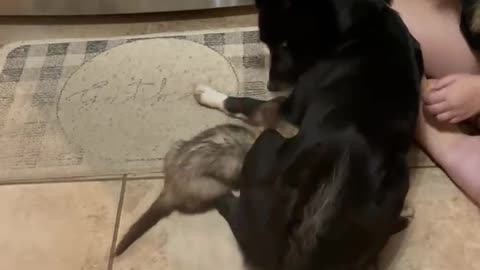 New Dog Meets Pet Ferret