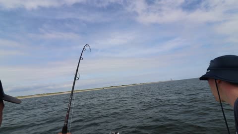 INSHORE NY SHARK FISHING