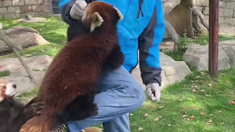 red pandas