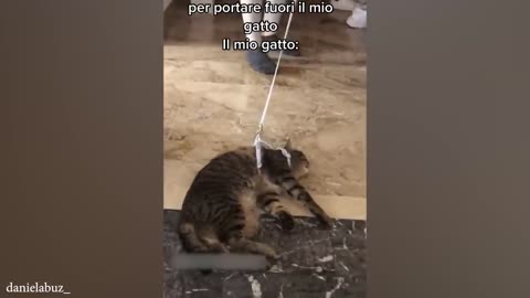 10 Minutes of the Laziest CATS 😪 Funny Cats Videos 2023