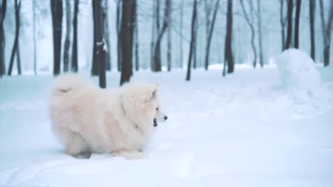 Beautiful puppies play with owner