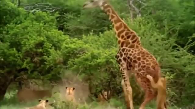 Mother Zebra Save Her Newborn From Lion, and Giraffe vs Lion