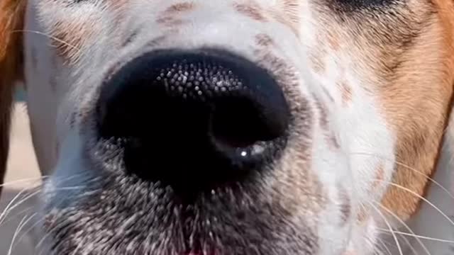 You can never have too many dog pics