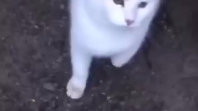 funny video 2022 cats and dogs