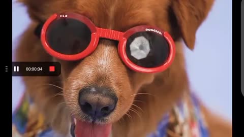 glasses dog