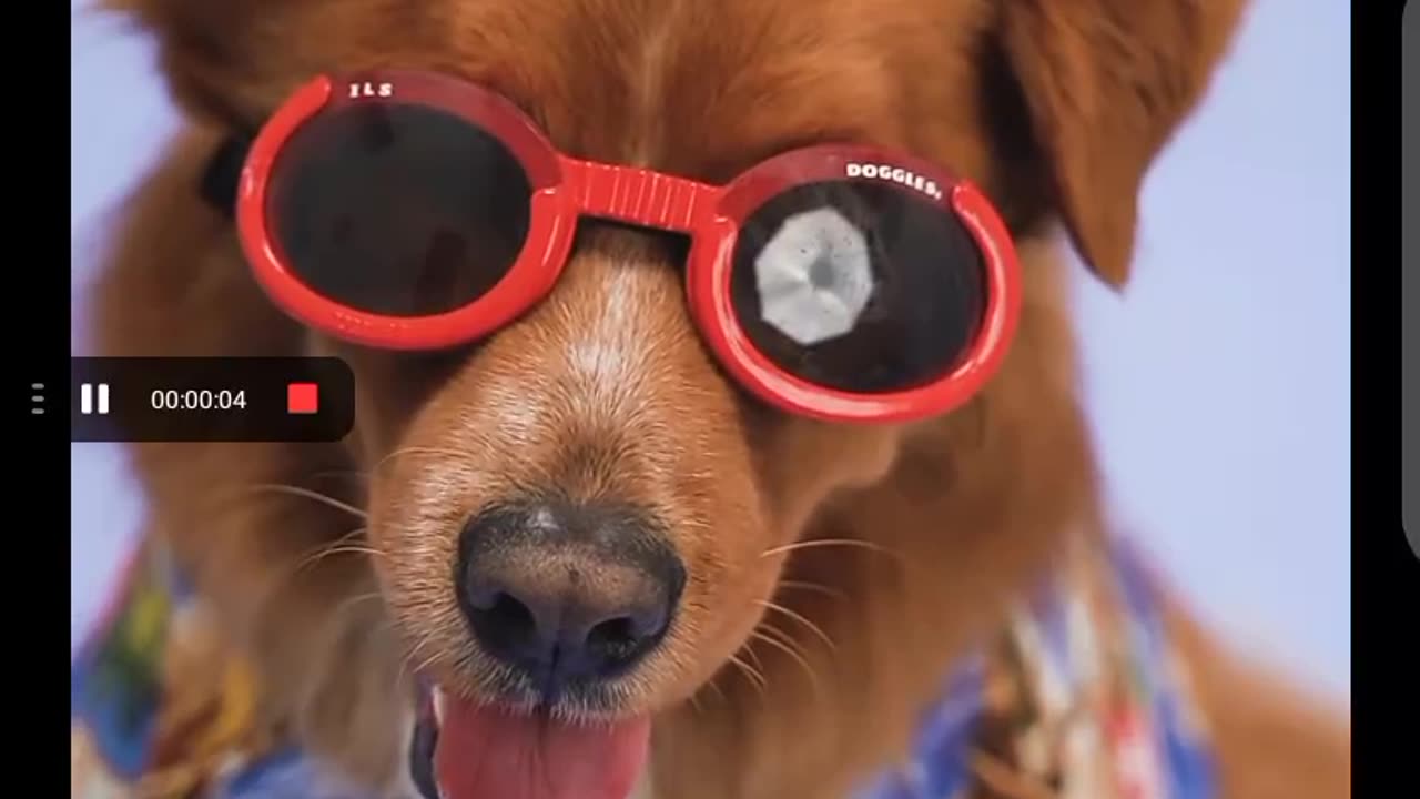 glasses dog