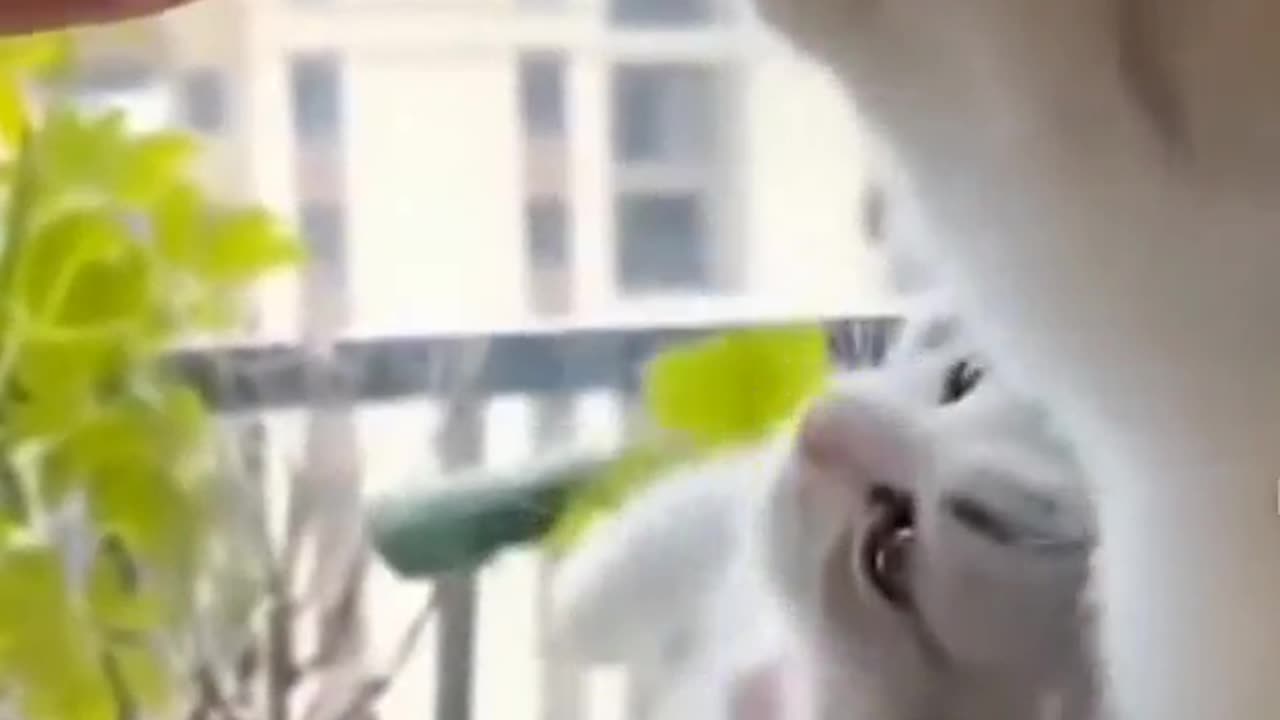 Funny video