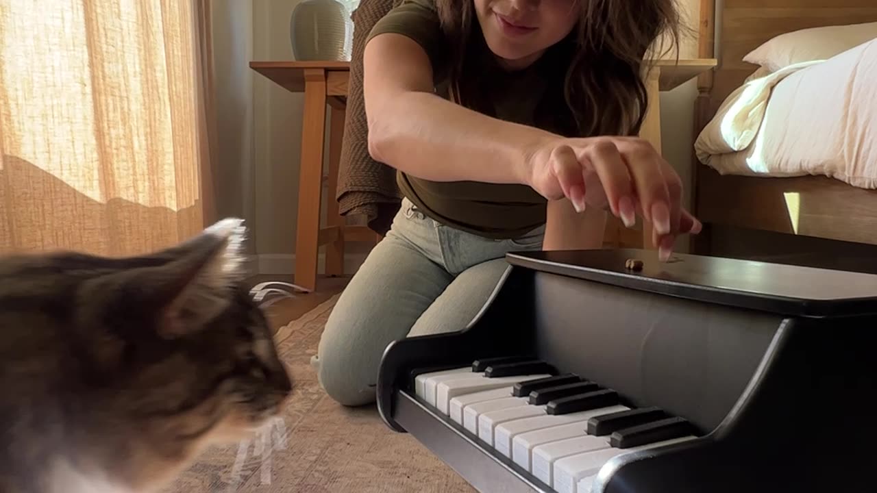 Cat Taught To Play Piano Using Classical Conditioning