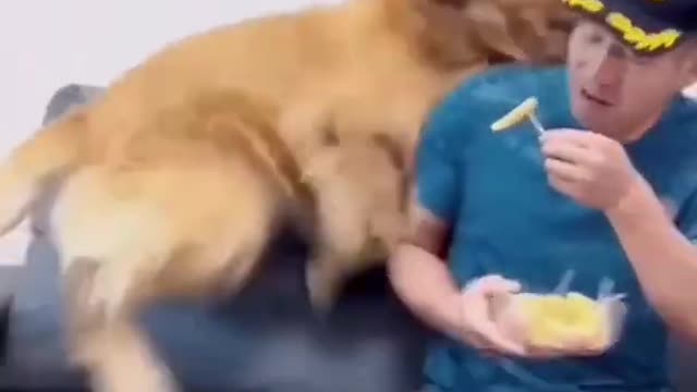 Funny_Animals_Videos2022_🤣😻-Funniest_Cats_And_Dogs_Videos