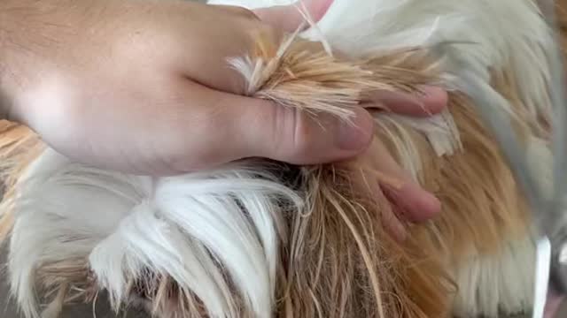#doggrooming #shihtzupuppy #dogsoftiktokviral #cutepuppy