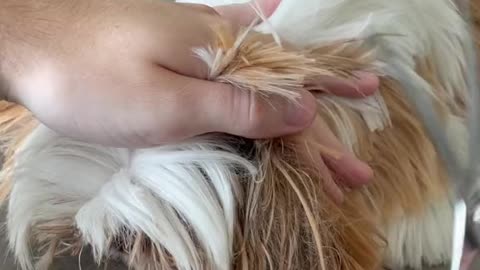 #doggrooming #shihtzupuppy #dogsoftiktokviral #cutepuppy