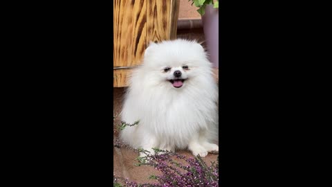 Cute Dog Talking with the Owner. This and That Florida USA