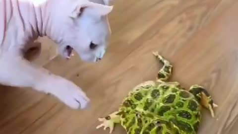 Fun funny clip of cat and frog