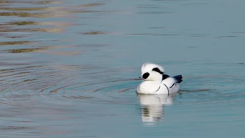 White & Black Duck
