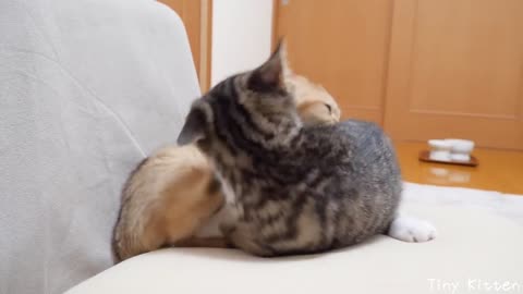 Do kittens like fights better than food